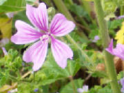 000_0005.jpg